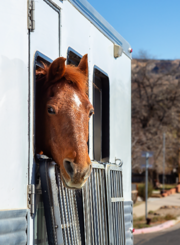 Proteção dos Animais em Transporte de Longa Duração – Ruminantes e Equinos ou Suínos ou Aves